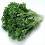 Lechugas Crespa Verde
