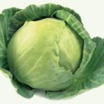 Repollo