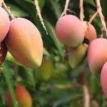 Mango Comun