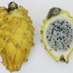 Pitaya