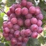 Uva Chilena