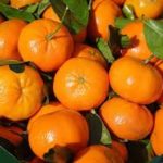 Mandarina