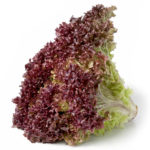 Lechuga Crespa Morada