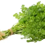 Cilantro