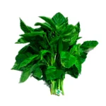 ALVACON  hoja ancha