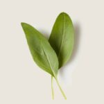 Albahaca
